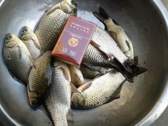 为什么有些鲫鱼吃起来有股煤油味,怎么去除河里鲫鱼的煤油味道