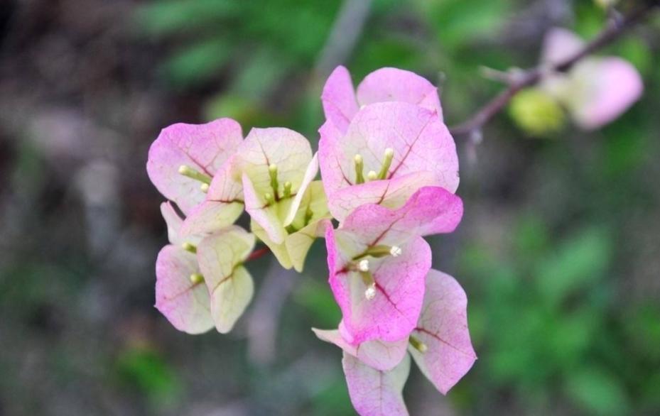 三角梅冻伤树干都出水了,五摄氏度三角梅在室外会冻伤吗