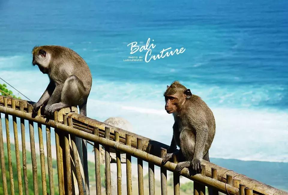 999玩转巴厘究竟嗨不嗨:香遇巴厘,南太平洋的风与海