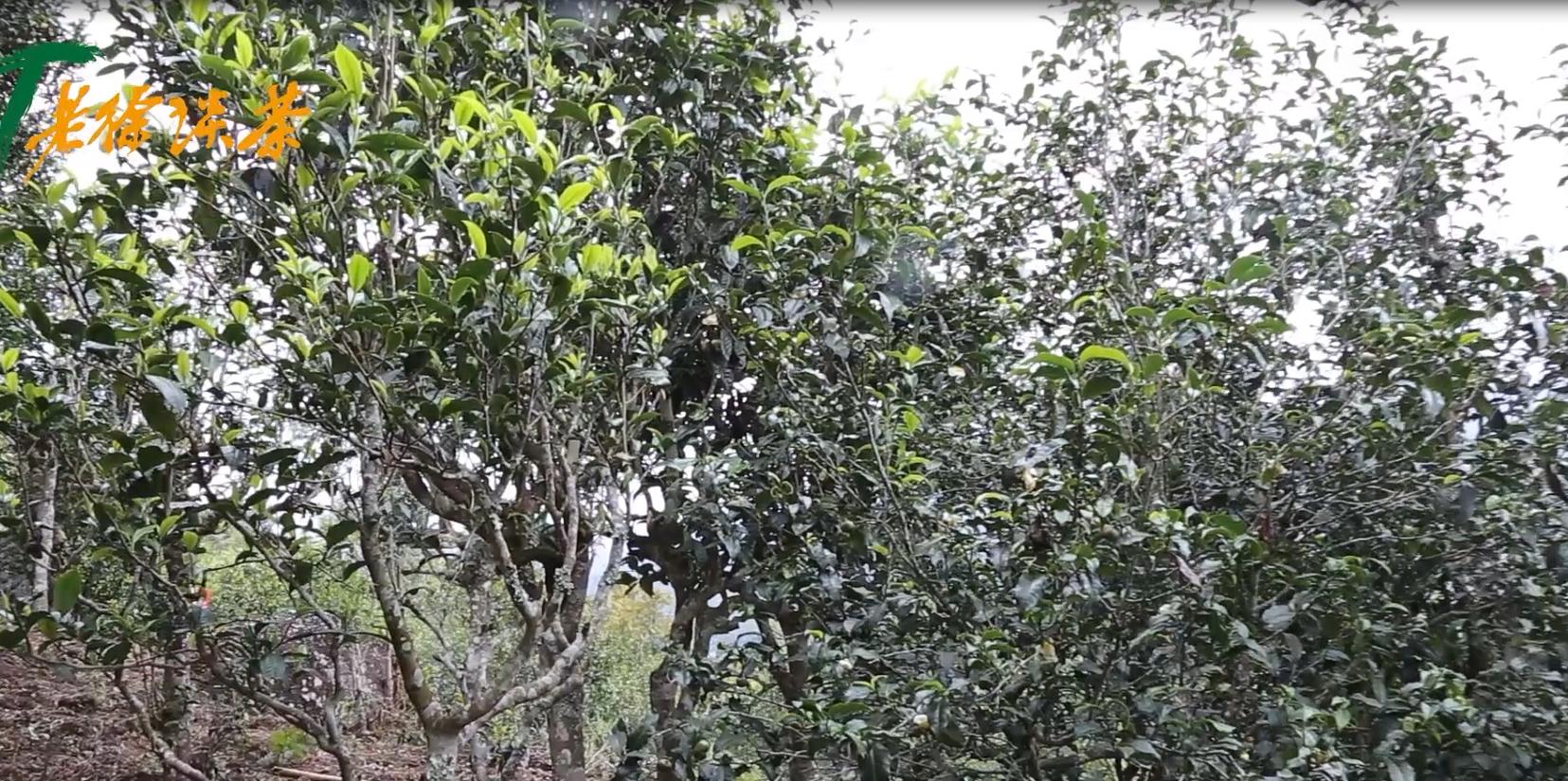 邦东古树单株秋茶价格,老徐谈古茶树完整视频