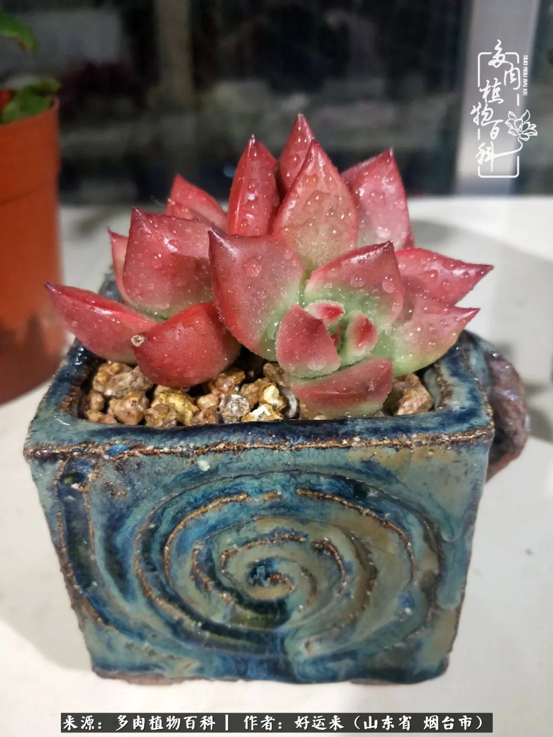 这世上怎么会有那么可爱的小可爱,这世上怎么有这么可爱的小生物