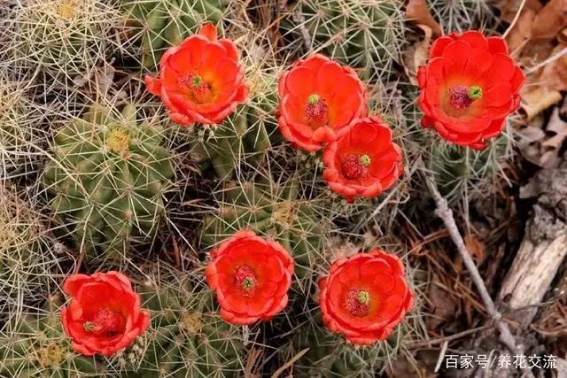 101个仙人球品种,101种仙人球开花图片