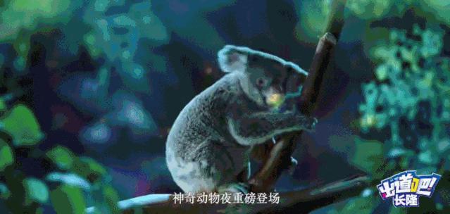 广州长隆儿童欢乐世界春节,广州长隆欢乐世界春游儿童玩什么