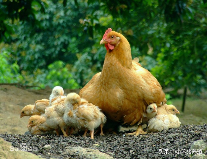 大肠杆菌病用什么药,大肠杆菌病有什么症状嘴臭