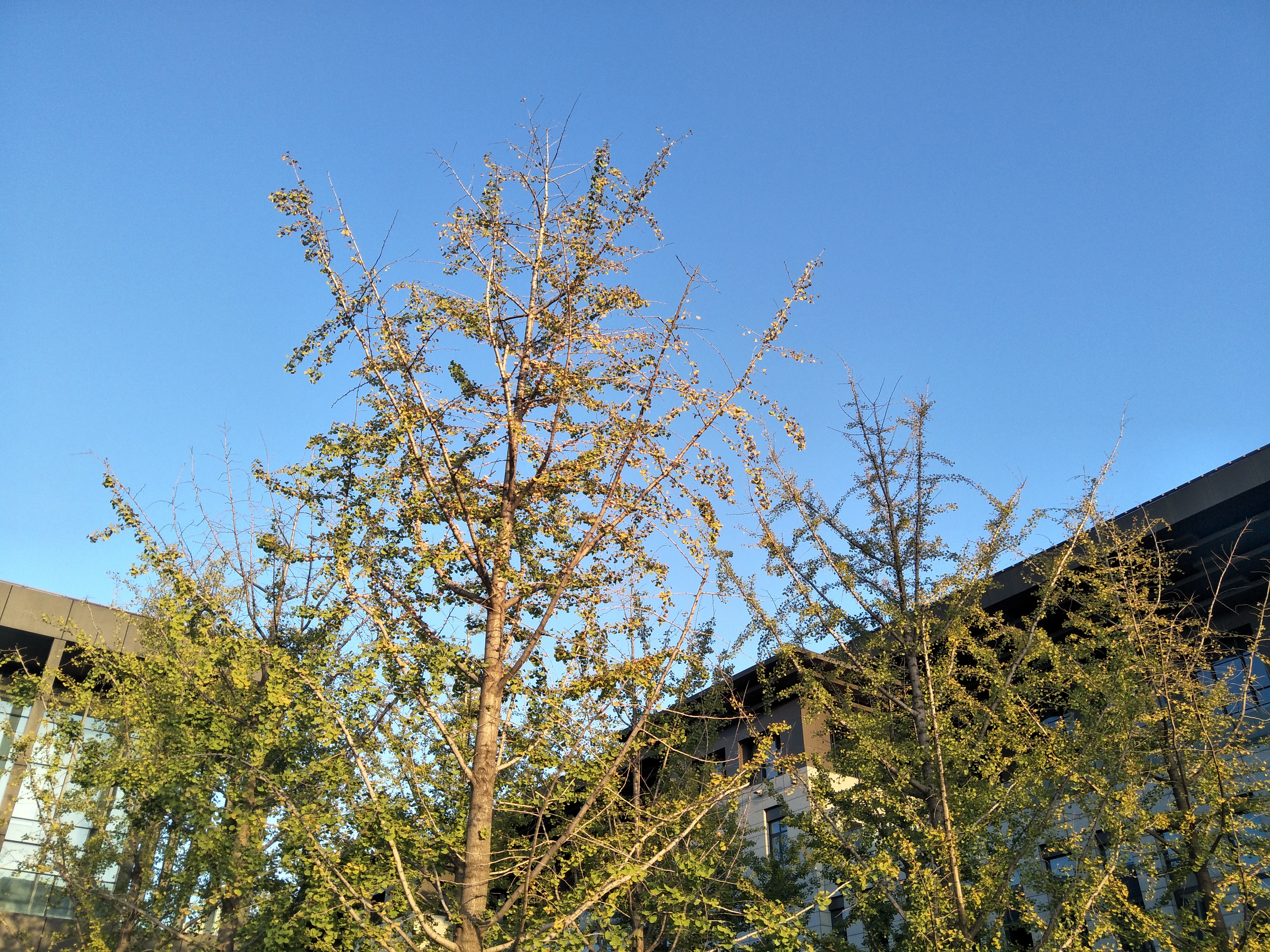 oppo拍照真的比其他手机好吗,oppo手机拍照哪个系列是最好的