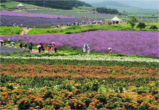 怎么实现农业项目多种盈利模式,个人投资农业项目怎么起步