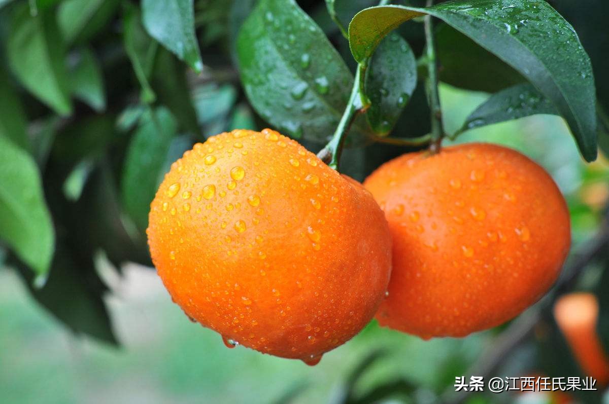 柑橘卷叶黄叶怎么办,柑橘晚秋梢怎么修剪