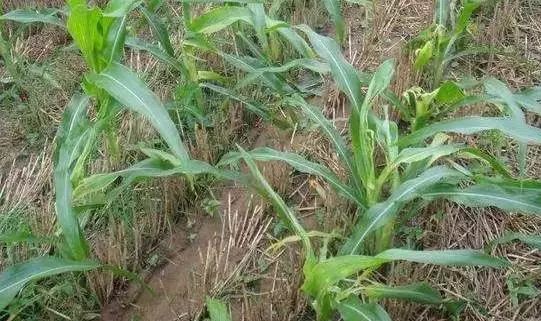 玉米苗期病虫害的防治,玉米苗期病虫害图片