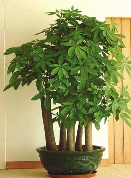 10种公认最好养室内的小盆栽,养护盆栽植物的10大技巧