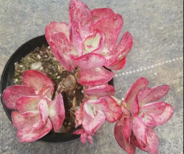 多肉养出状态来有多美？这102种多肉控养上色之后美呆了