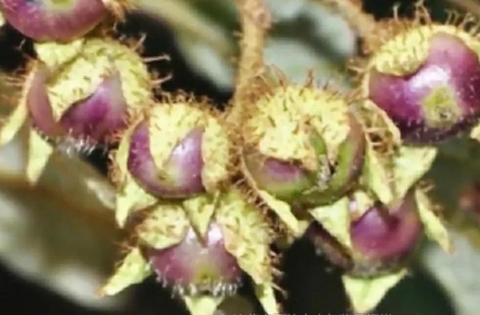 各种蔬菜水果祖先的样子,各种蔬菜祖先