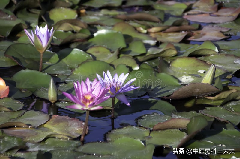 有前列腺炎影响生男孩吗,得了前列腺炎会影响生育么