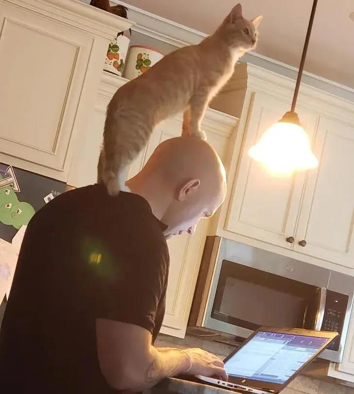 卑微的两脚兽，欢迎来到喵星人的世界