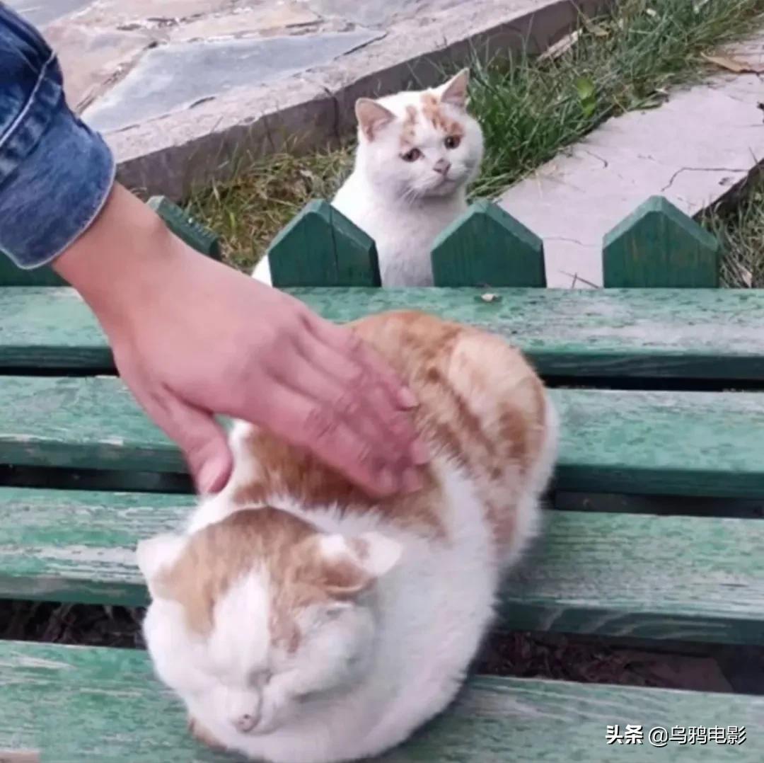 b站必看的综艺,b站能看的综艺推荐