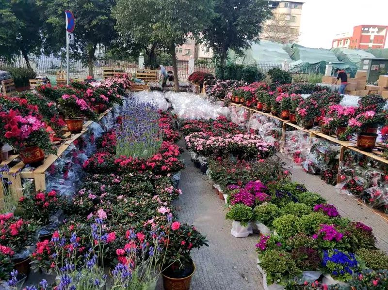 惠州市的迎春花市在哪里,惠州桥东迎春花市在哪里