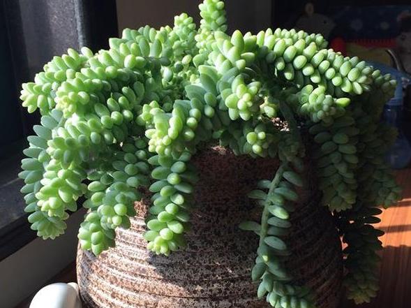 多肉玉缀盆景,多肉玉缀锦图片