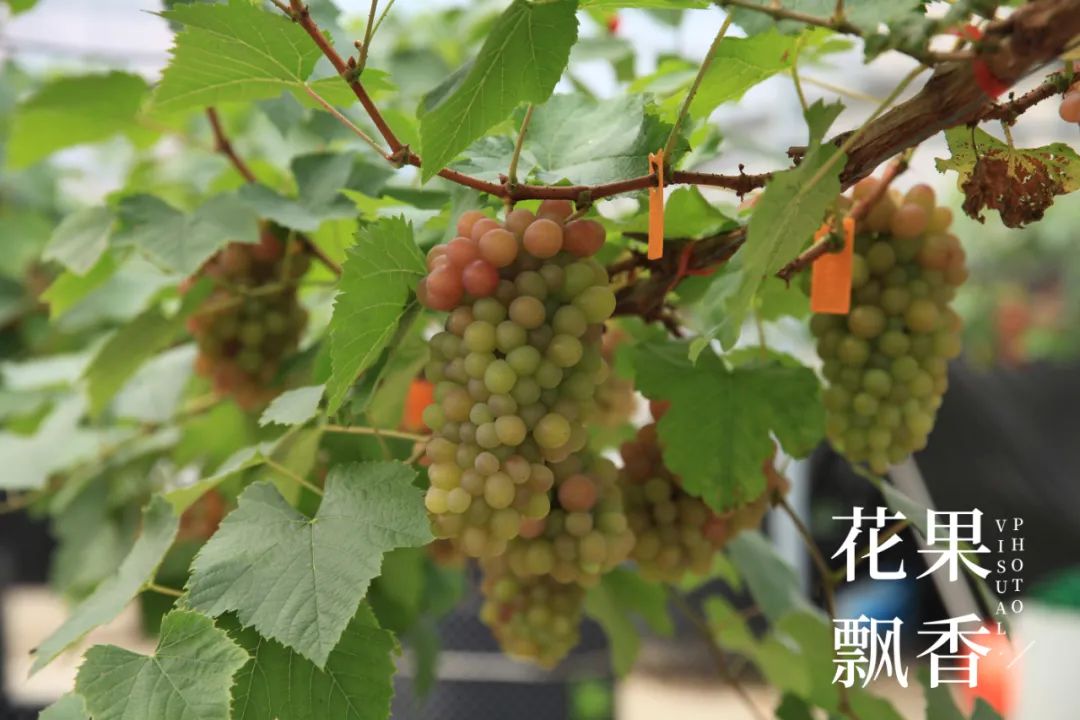 红的发黑的葡萄叫什么,25个早熟新品种葡萄解析