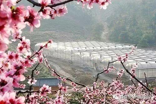 常州周末适合去哪里踏青,清明农庄亲子游攻略