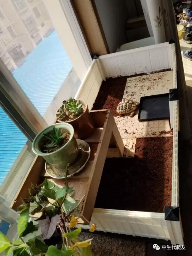 怎样的环境能让龟不会腐甲,如何用最便宜的龟养出华丽的感觉