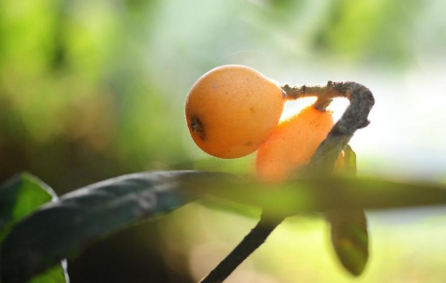 五月枇杷黄似橘诗句,五月枇杷黄似橘原文