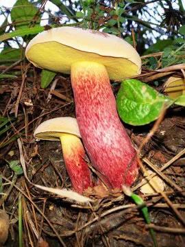 深山里捡蘑菇视频,找野生蘑菇最佳方法