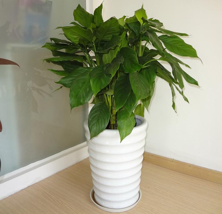 怎么能快速消除下水道异味,厨房下水道有异味用什么办法解决