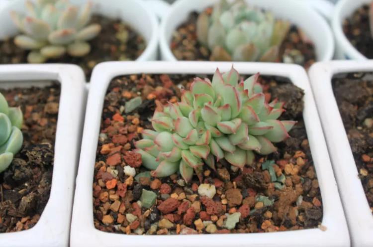 多肉植物的煤烟病图片,多肉植物得了煤烟病怎么治