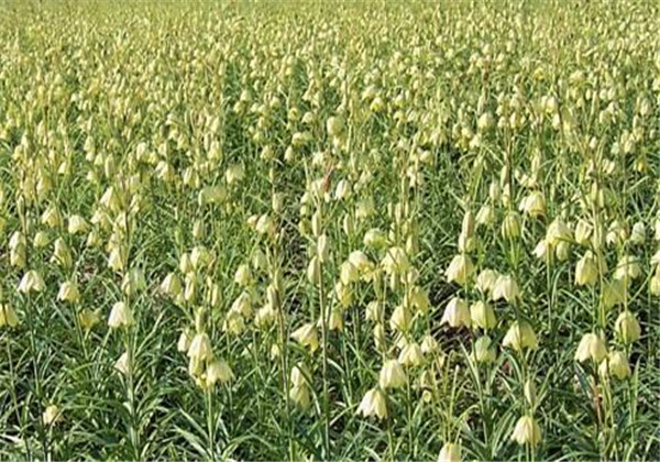 土贝母的功效与用量用法,土贝母药效与应用