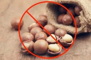 狗吃夏威夷果能自愈么,狗吃夏威夷果中毒喂蜂蜜水可以吗