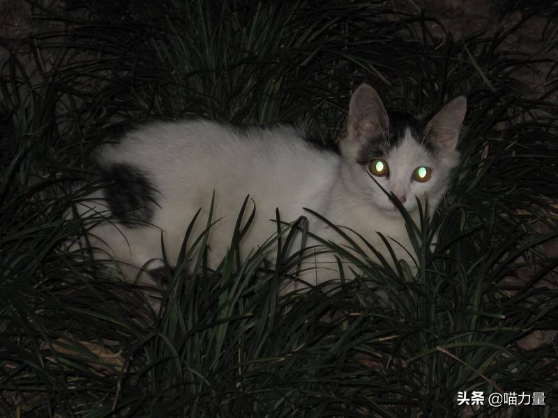 猫咪走丢找回来猫咪的心理,猫咪出走去找公猫还会回来吗