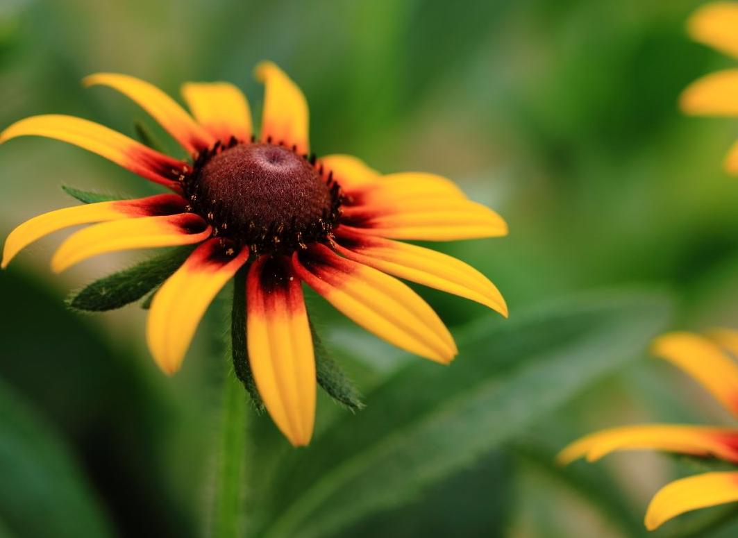 黑心菊开花持续时间,黑心菊冬天如何催花