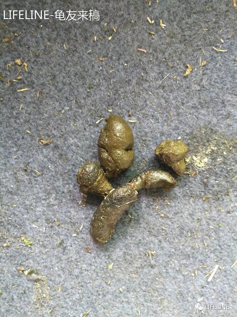 红腿陆龟如何家庭散养,广东红腿陆龟养殖方法