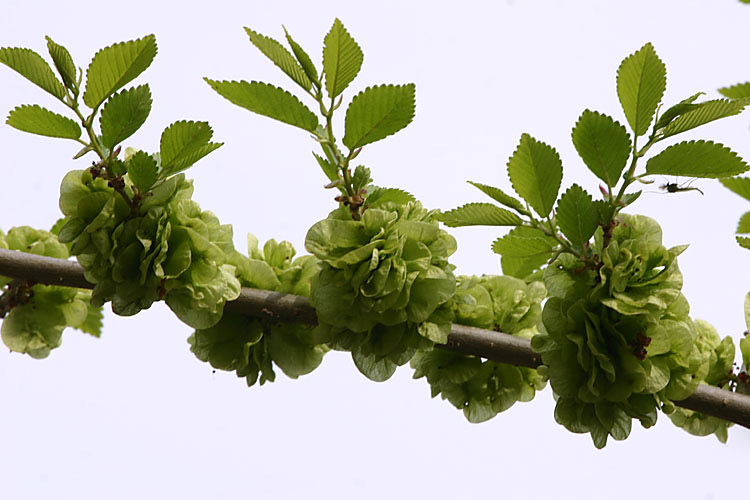 榔榆与榆树的区别,小叶榔榆是不是我们家常见的榆树