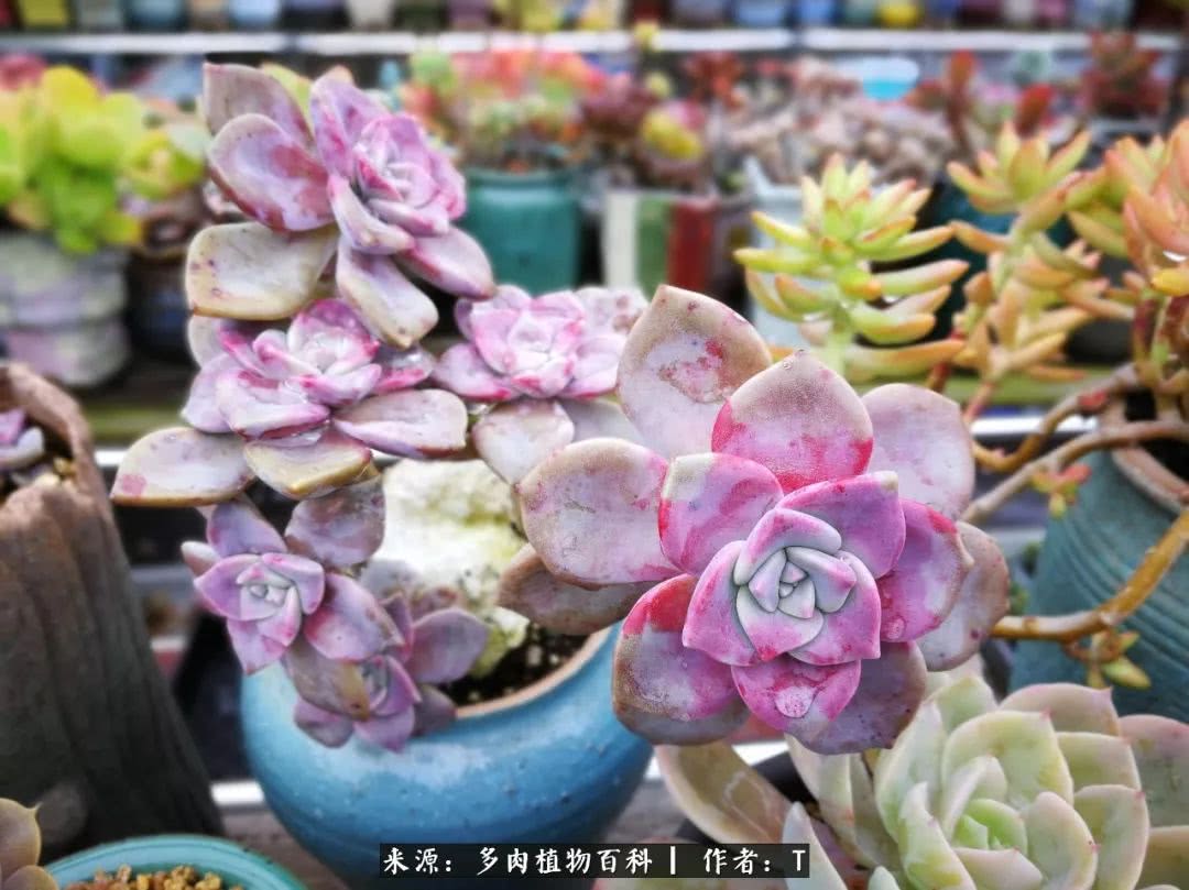 多肉还可以这样玩(上):八年养肉路剪影!