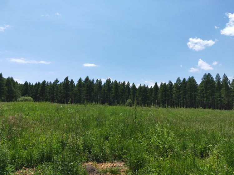 美丽的高岭塞罕坝,美丽的高岭朗诵