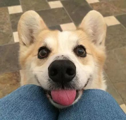 柯基犬事件辟谣,柯基是一年四季都掉毛吗