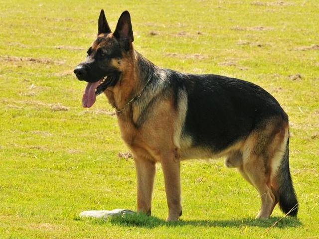 小狗怎么养才不会乱拉屎,小狗老是乱拉乱尿是什么情况