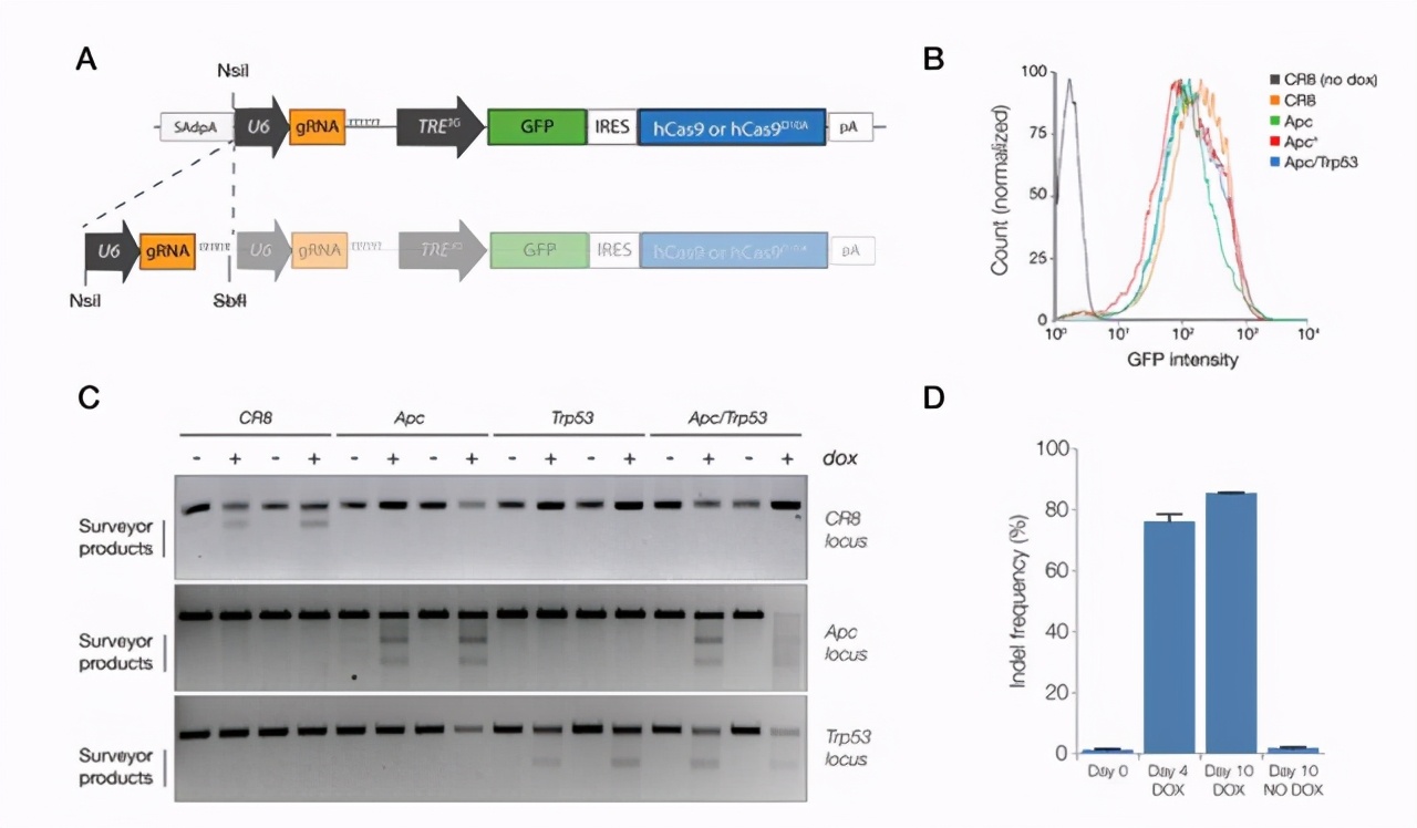 所有的肠癌都是由肠息肉演变的吗,所有肠癌都是肠息肉发展来的吗