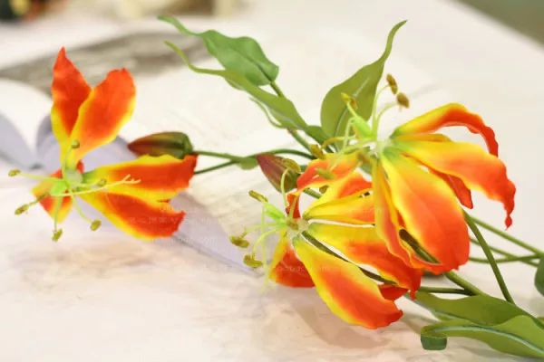 50种鲜切花花语,每个花艺师都要知道