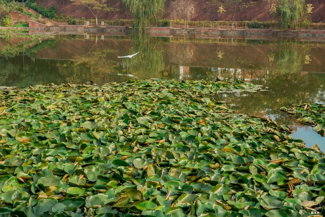 不输武大樱花，文华学院美“枫”了