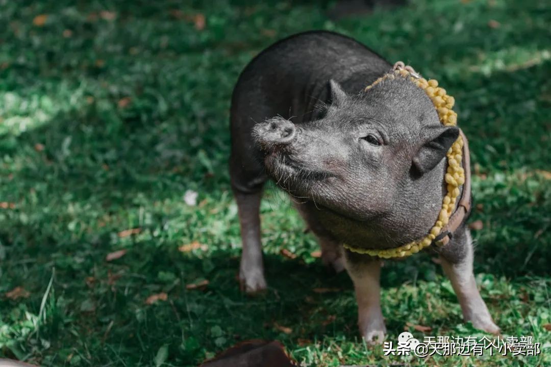 一只特立独行的猪17,一只特立独行的猪143