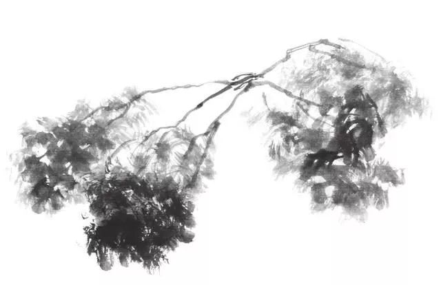 白描荷花100幅画法,荷花的画法白描图