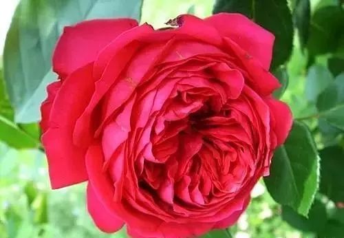 一万年一次的2020520;一起认识100种玫瑰~别送错啊