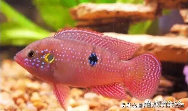 宠物鱼推荐小型的鱼,哪种宠物鱼最可爱