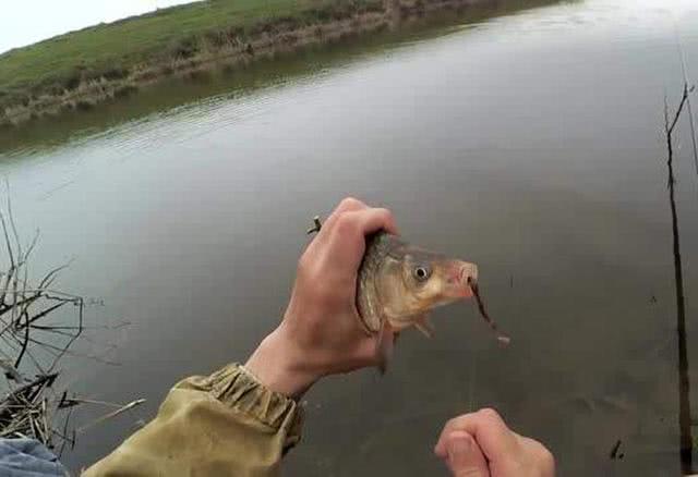 小杂鱼闹窝怎么搞,小杂鱼闹窝的最快解决方法