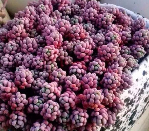 多肉植物姬星美人怎么养,姬星美人开花了要剪掉吗