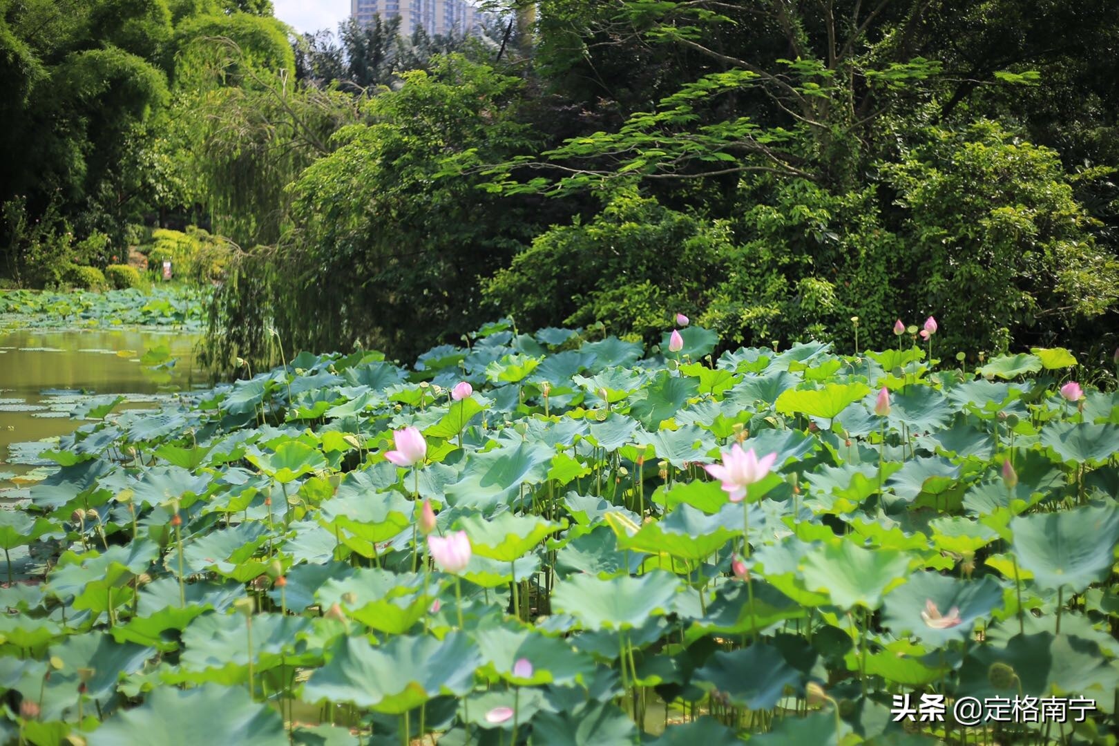 南宁狮山公园晚上开放时间,南宁狮山公园近期有什么玩