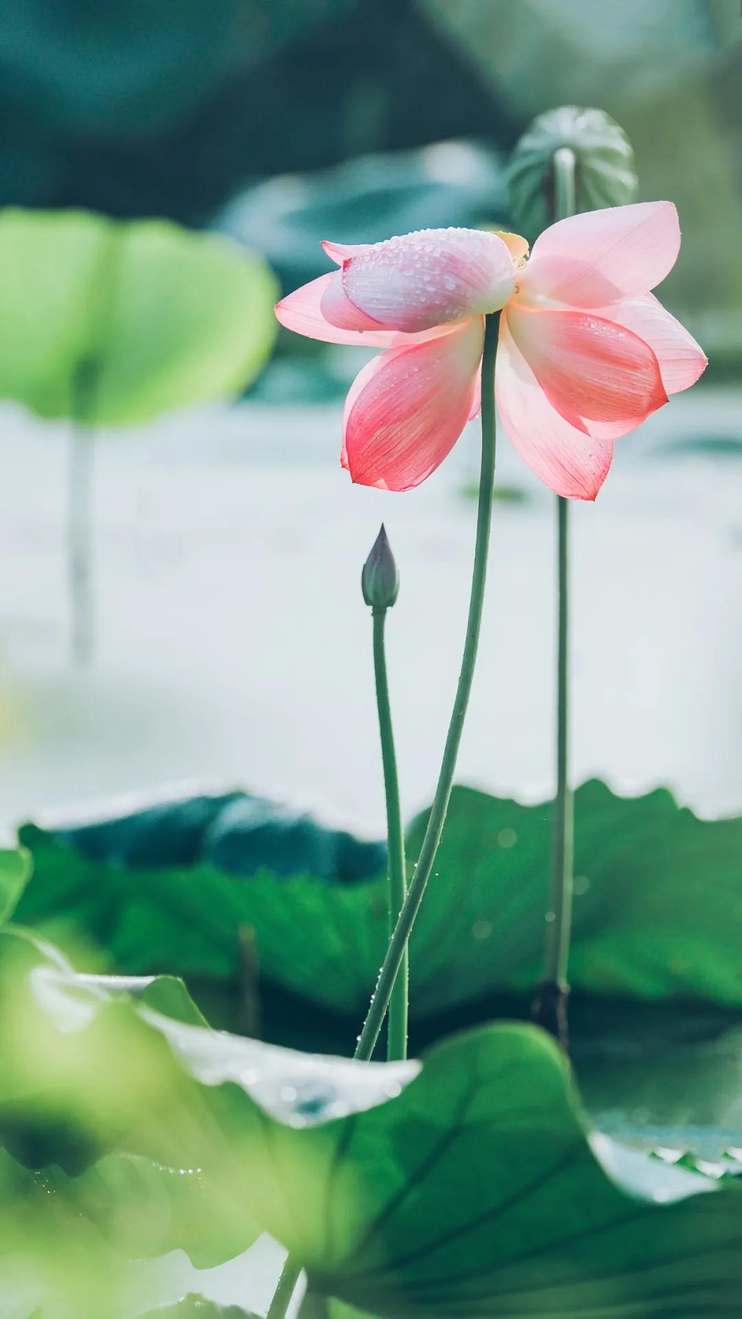 十首荷花诗词唯美了整个夏天,最有韵味十首荷花诗词