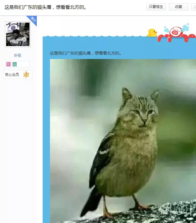 有多少南京人，获得过猫头鹰的祝福