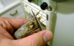 潜江五七油焖大虾操作详细流程,潜江五七老三油焖大虾总店